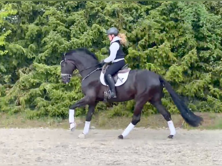 Niemiecki koń sportowy Wałach 5 lat 177 cm Kara in Drackenstein