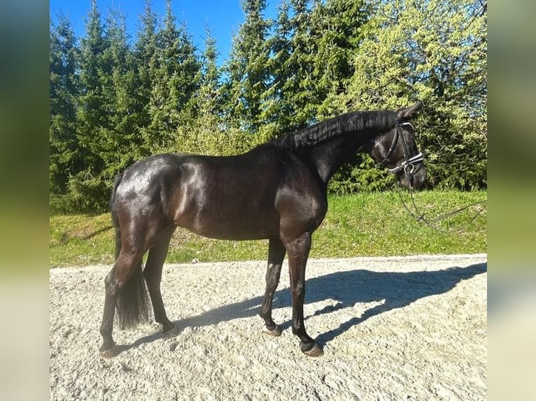 Niemiecki koń sportowy Wałach 5 lat 177 cm Kara in Drackenstein