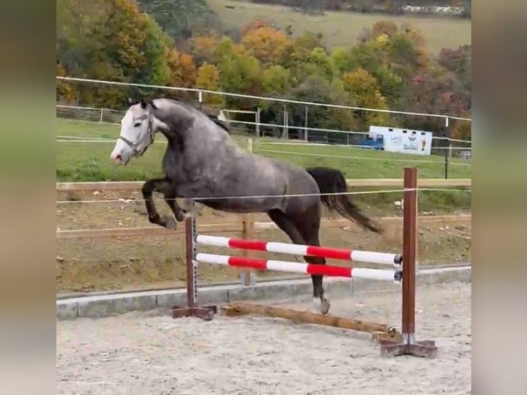 Niemiecki koń sportowy Wałach 5 lat 177 cm Siwa in Weimar