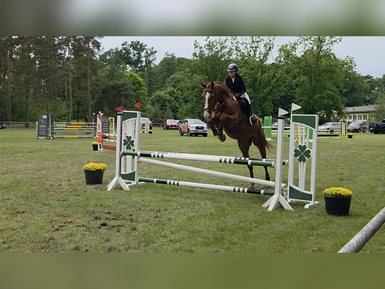 Niemiecki koń sportowy Wałach 5 lat 178 cm Kasztanowata in Bülstringen
