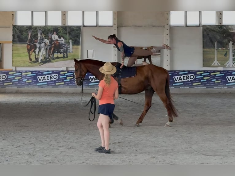 Niemiecki koń sportowy Wałach 5 lat 178 cm Kasztanowata in Bülstringen