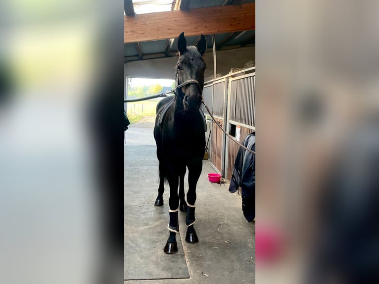 Niemiecki koń sportowy Wałach 5 lat 180 cm Kara in Dallgow-Döberitz
