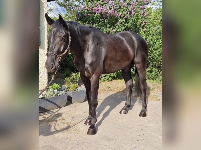 Niemiecki koń sportowy Wałach 5 lat 180 cm Kara in Dallgow-Döberitz