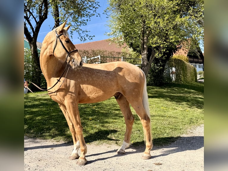Niemiecki koń sportowy Wałach 5 lat 190 cm Izabelowata in Illertissen
