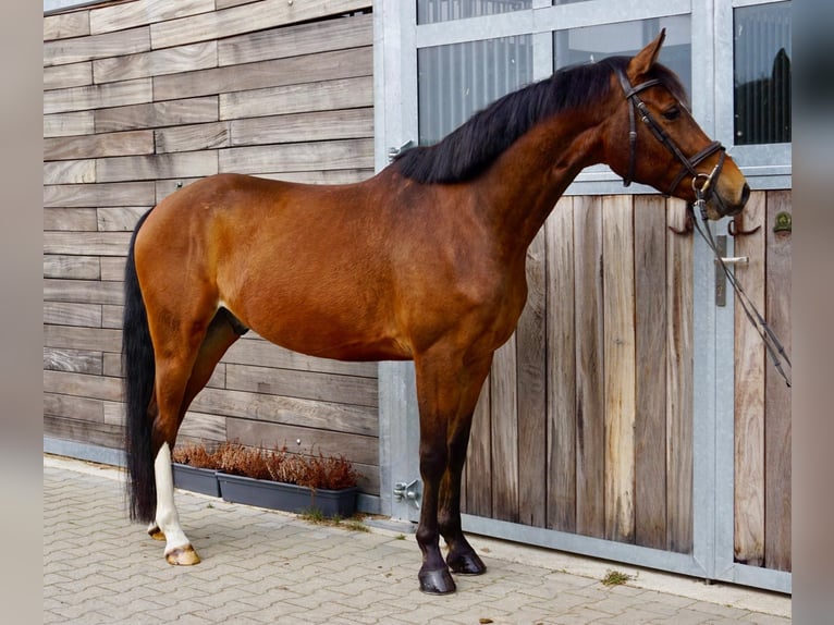Niemiecki koń sportowy Wałach 6 lat 153 cm Gniada in Leipzig