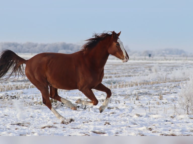 Niemiecki koń sportowy Wałach 6 lat 160 cm Kasztanowata in Uphusum