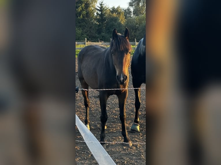 Niemiecki koń sportowy Wałach 6 lat 160 cm Skarogniada in Wiendorf