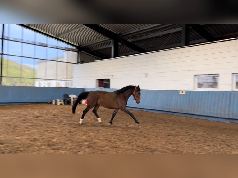 Niemiecki koń sportowy Wałach 6 lat 162 cm Gniada in Niederhambach