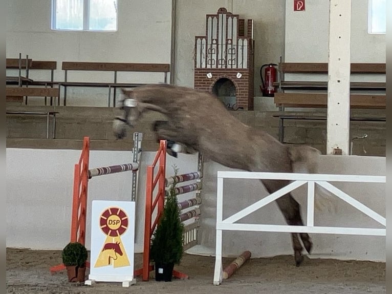Niemiecki koń sportowy Wałach 6 lat 162 cm Siwa in Neuendorf
