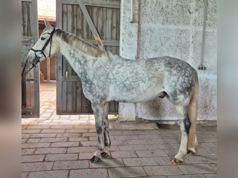Niemiecki koń sportowy Wałach 6 lat 163 cm Siwa in Weißensee