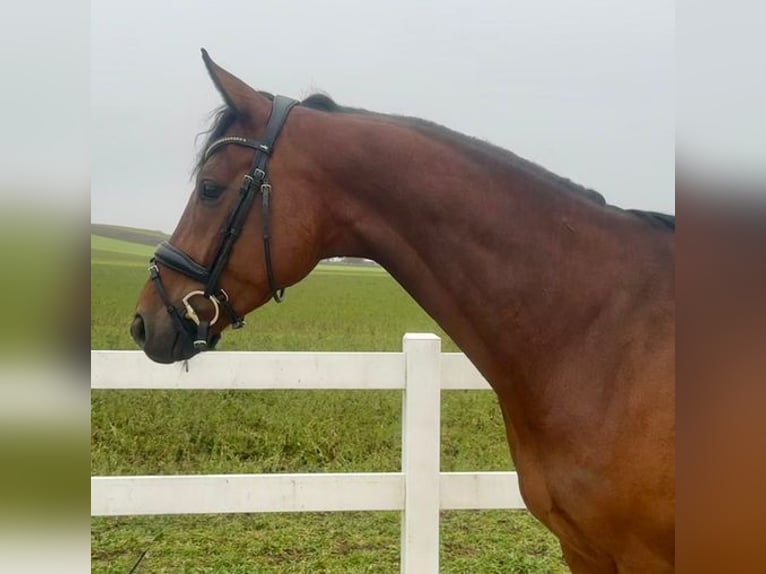 Niemiecki koń sportowy Wałach 6 lat 165 cm  in Allershausen