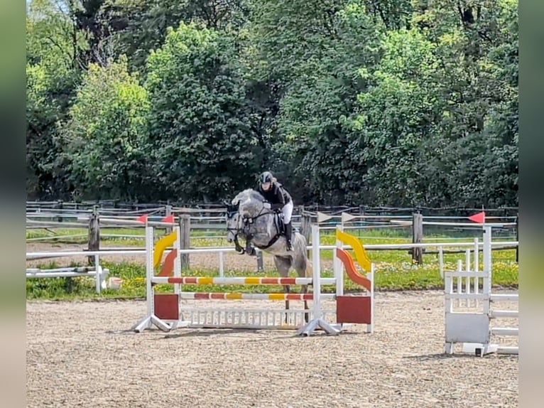 Niemiecki koń sportowy Wałach 6 lat 165 cm Siwa in Goldkronach