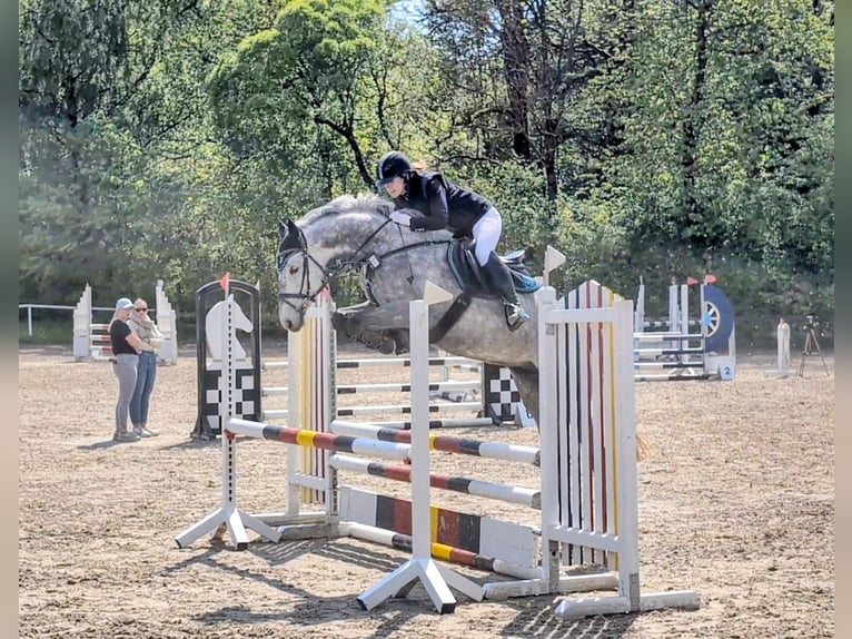 Niemiecki koń sportowy Wałach 6 lat 165 cm Siwa in Goldkronach
