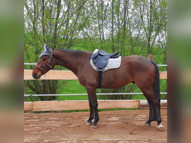 Niemiecki koń sportowy Wałach 6 lat 166 cm Gniada in Zwickau