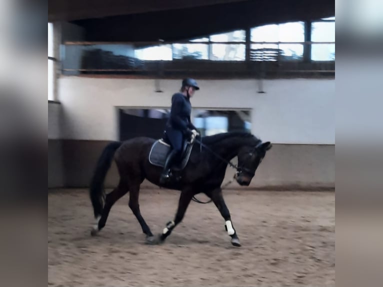 Niemiecki koń sportowy Wałach 6 lat 166 cm Gniada in Zwickau