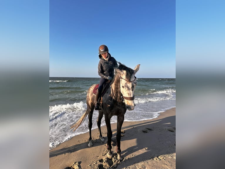 Niemiecki koń sportowy Wałach 6 lat 166 cm Siwa jabłkowita in Teupitz / Nähe