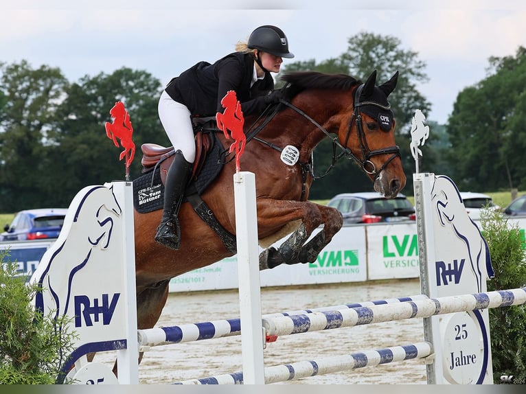 Niemiecki koń sportowy Wałach 6 lat 167 cm Gniada in Altenberge