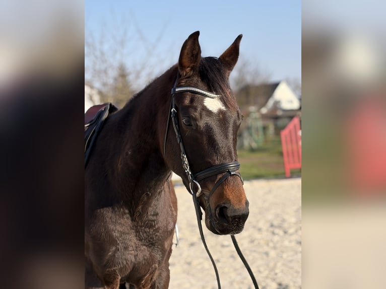 Niemiecki koń sportowy Wałach 6 lat 167 cm Gniada in Bad Lauchstädt