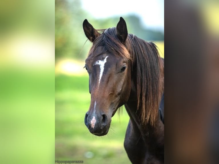 Niemiecki koń sportowy Wałach 6 lat 167 cm Gniada in Liebenwalde