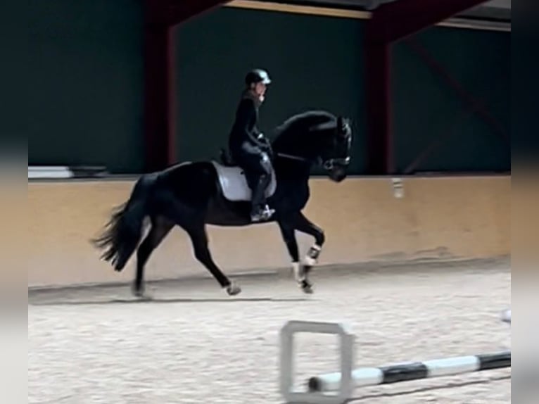 Niemiecki koń sportowy Wałach 6 lat 168 cm Ciemnogniada in Walshausen