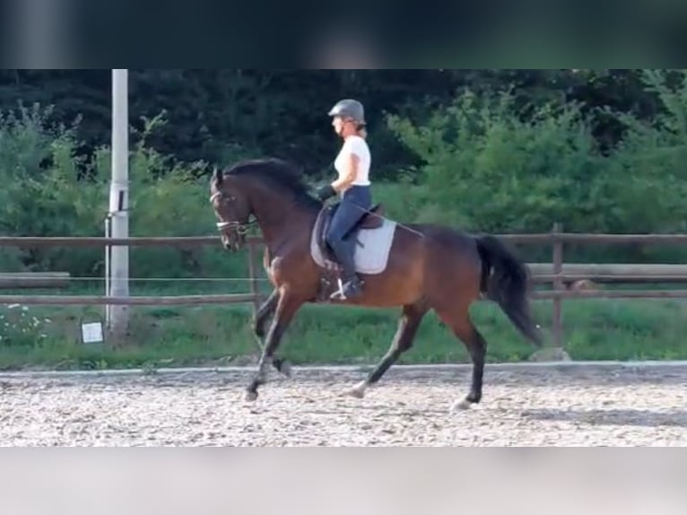 Niemiecki koń sportowy Wałach 6 lat 168 cm Ciemnogniada in Walshausen