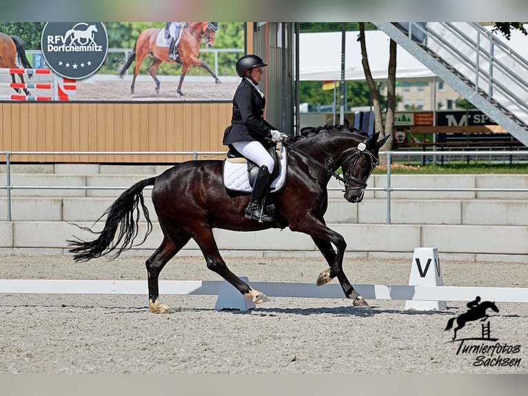 Niemiecki koń sportowy Wałach 6 lat 168 cm in Zwickau
