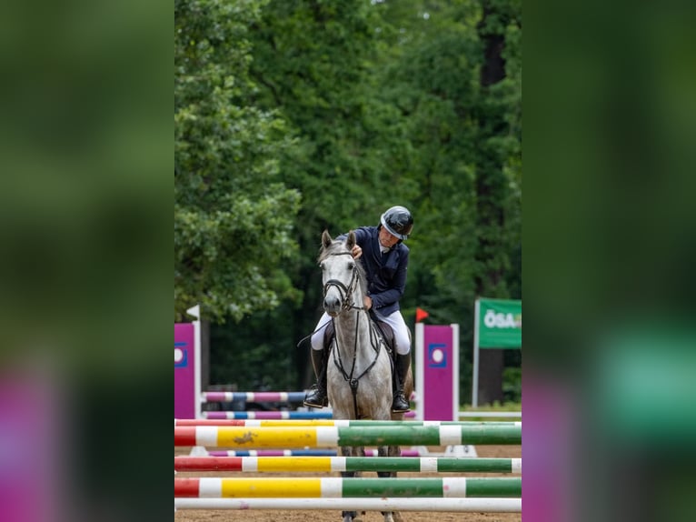 Niemiecki koń sportowy Wałach 6 lat 168 cm Siwa in Ziepel