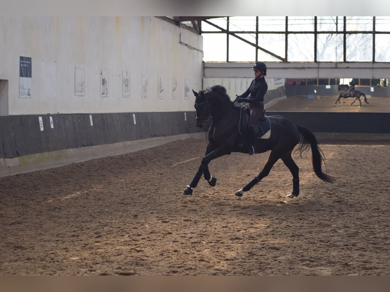 Niemiecki koń sportowy Wałach 6 lat 169 cm Ciemnogniada in Dallgow-D&#xF6;beritz