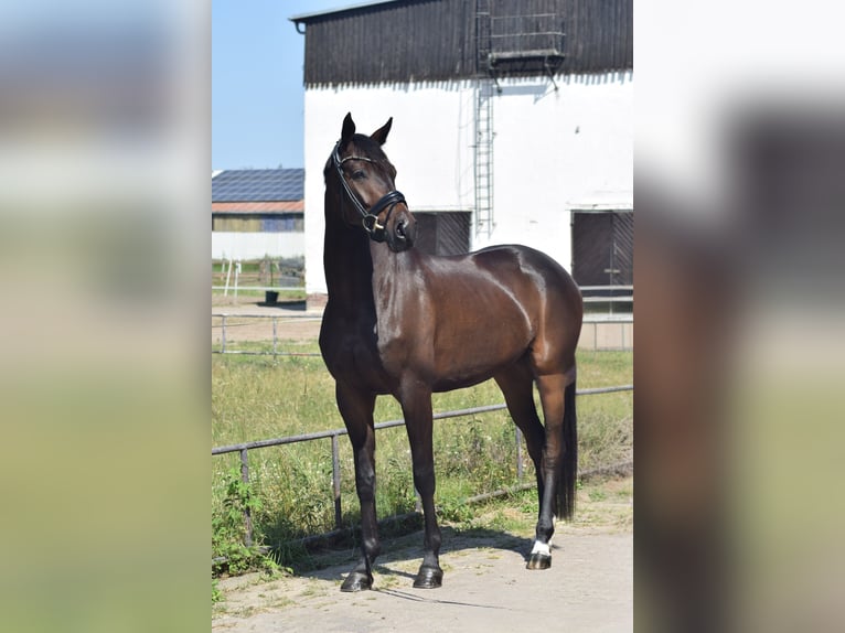 Niemiecki koń sportowy Wałach 6 lat 169 cm Ciemnogniada in Dallgow-D&#xF6;beritz