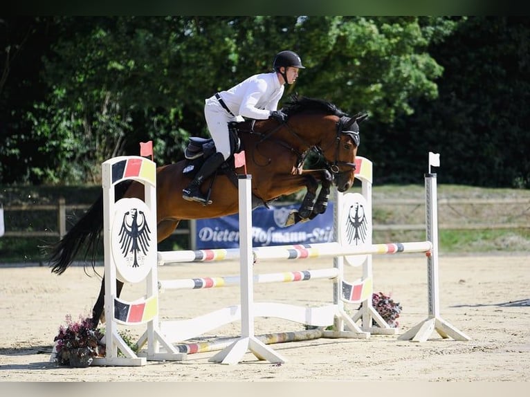 Niemiecki koń sportowy Wałach 6 lat 169 cm Gniada in Riedstadt