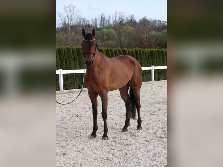 Niemiecki koń sportowy Wałach 6 lat 169 cm Gniada in Schwäbisch Hall