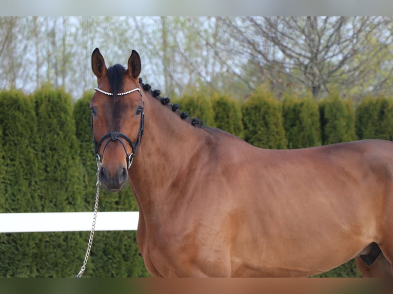 Niemiecki koń sportowy Wałach 6 lat 169 cm Gniada in Schwäbisch Hall