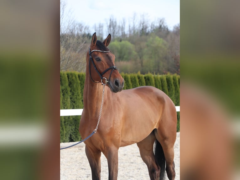 Niemiecki koń sportowy Wałach 6 lat 169 cm Gniada in Schwäbisch Hall
