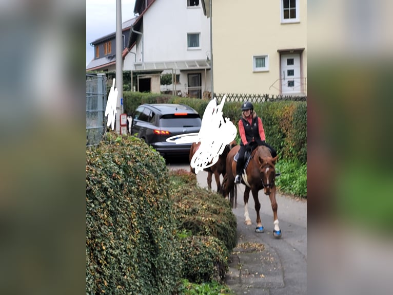 Niemiecki koń sportowy Wałach 6 lat 169 cm Kasztanowata in Viernheim