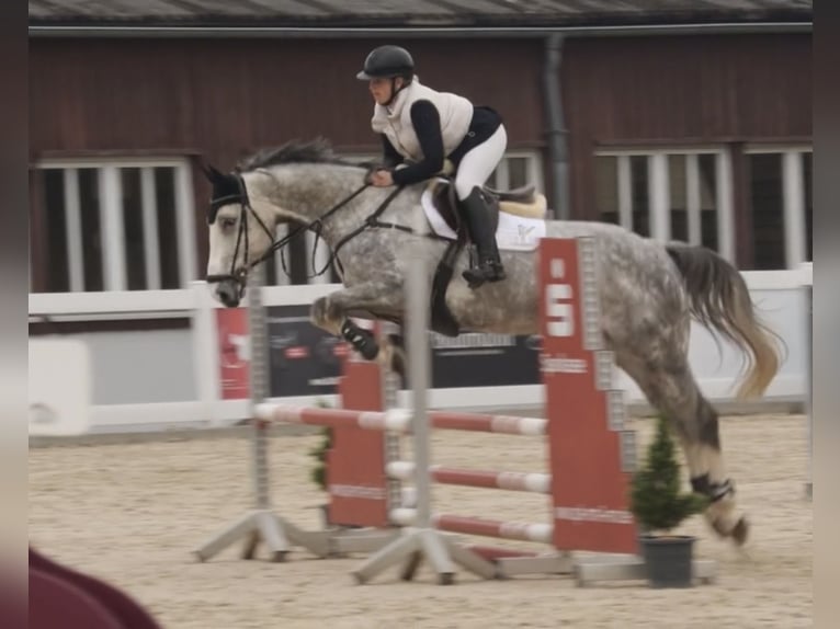 Niemiecki koń sportowy Wałach 6 lat 169 cm Siwa in Weingarten