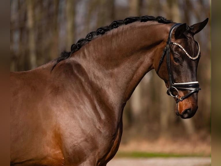 Niemiecki koń sportowy Wałach 6 lat 170 cm Ciemnogniada in Tauberrettersheim
