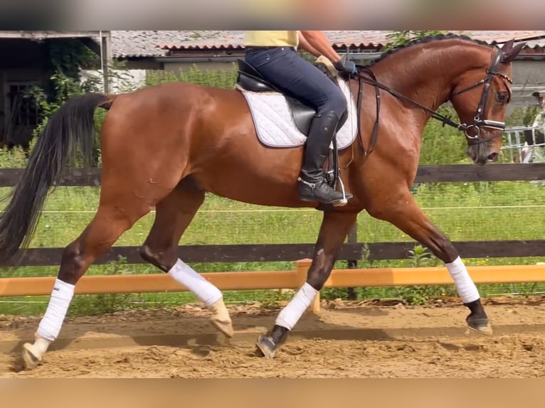Niemiecki koń sportowy Wałach 6 lat 170 cm Gniada in Ludwigslust