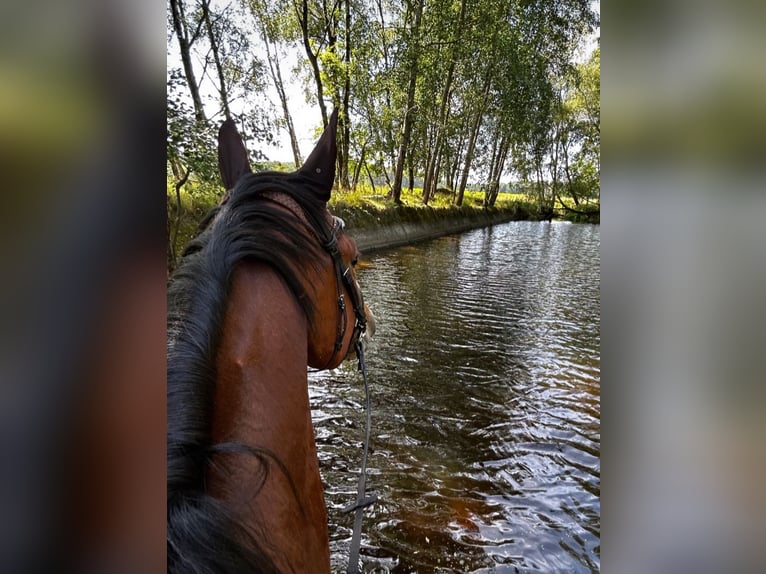 Niemiecki koń sportowy Wałach 6 lat 170 cm Gniada in Ludwigslust
