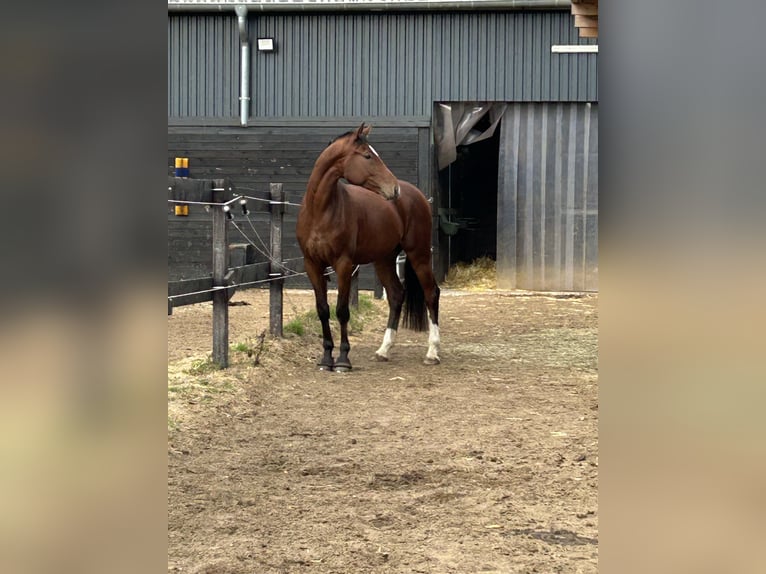 Niemiecki koń sportowy Wałach 6 lat 170 cm Gniada in Ludwigslust