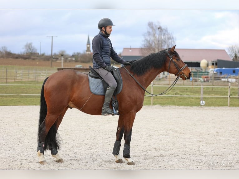 Niemiecki koń sportowy Wałach 6 lat 170 cm Gniada in Stotzheim