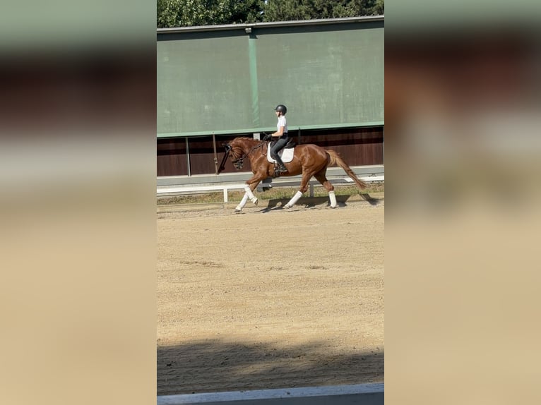 Niemiecki koń sportowy Wałach 6 lat 170 cm Kasztanowata in Altenstadt