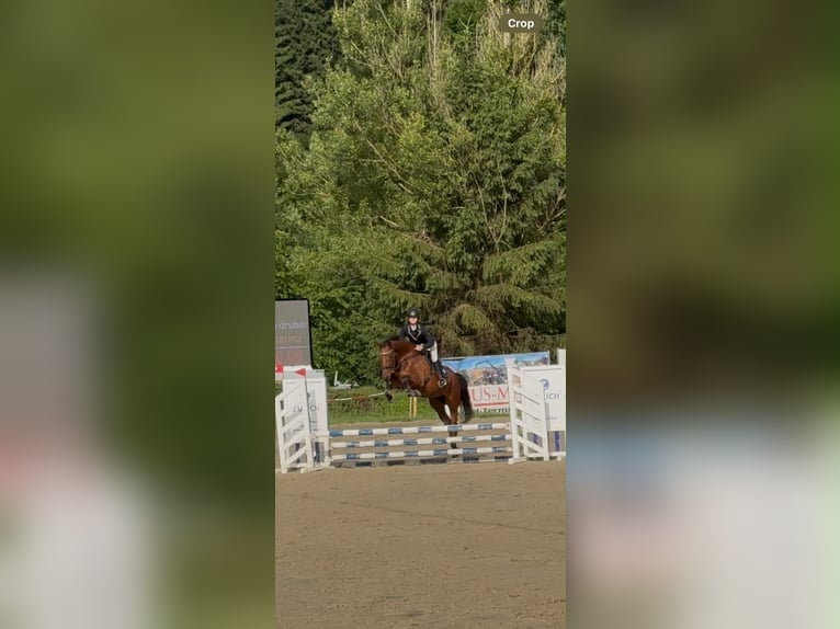 Niemiecki koń sportowy Wałach 6 lat 170 cm  in Plenzengreith