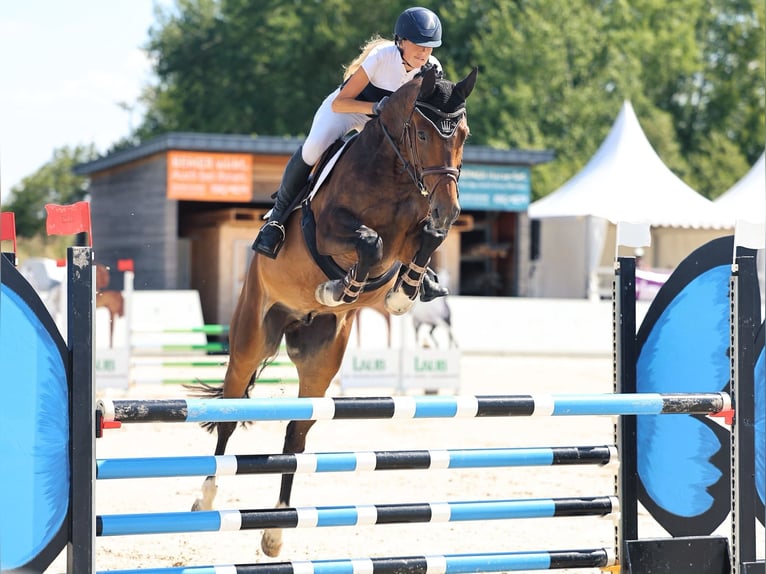 Niemiecki koń sportowy Wałach 6 lat 171 cm Gniada in Berga