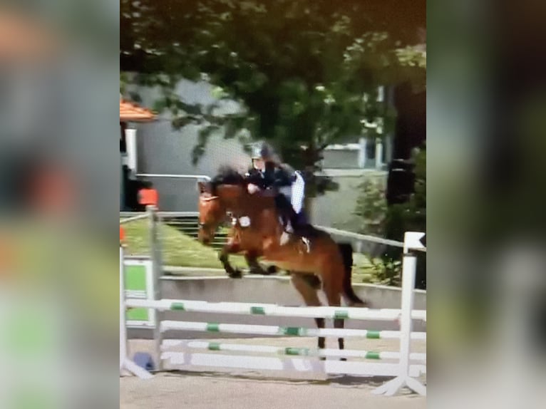 Niemiecki koń sportowy Wałach 6 lat 171 cm Gniada in Uffenheim