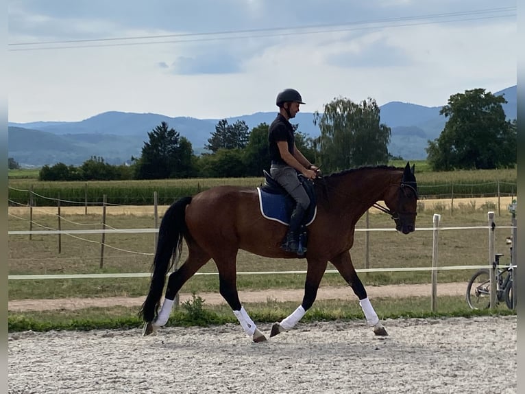 Niemiecki koń sportowy Wałach 6 lat 171 cm Gniada in Zellwiller