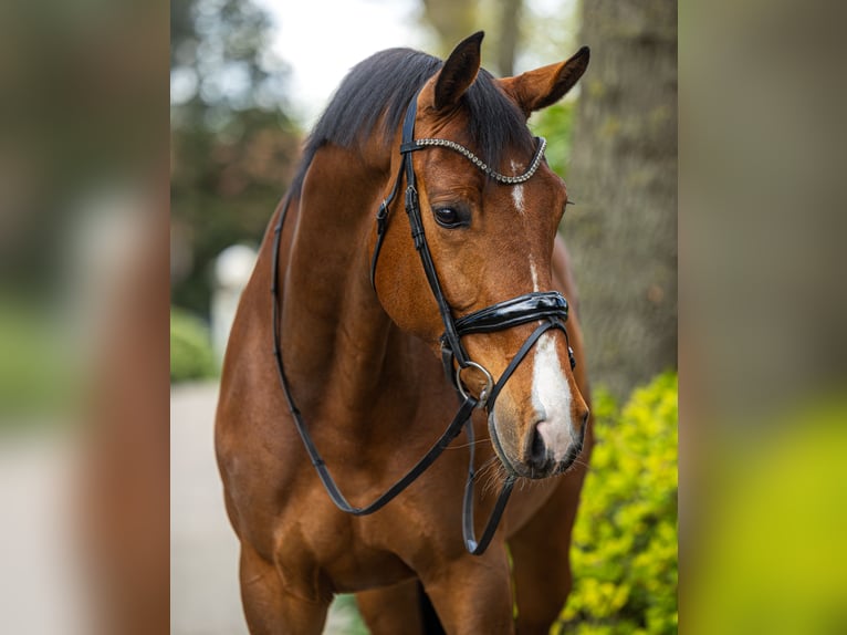 Niemiecki koń sportowy Wałach 6 lat 172 cm Gniada in Weert