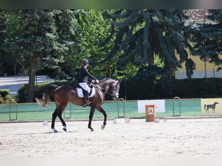 Niemiecki koń sportowy Wałach 6 lat 172 cm Siwa in Steinabrückl