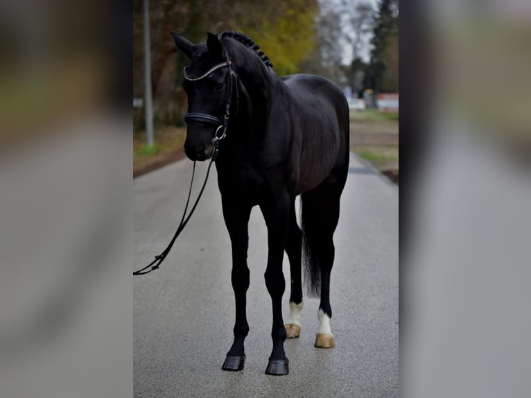 Niemiecki koń sportowy Wałach 6 lat 172 cm Skarogniada in Grieselstein