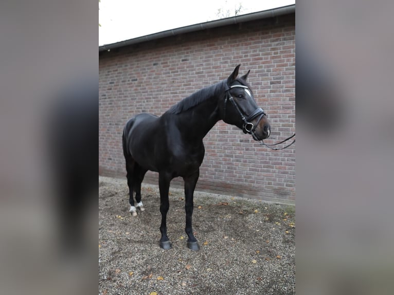 Niemiecki koń sportowy Wałach 6 lat 173 cm Skarogniada in Niederkrüchten Niemiecki koń sportowy Wałach 6 lat 173 cm Skarogniada in Niederkrüchten