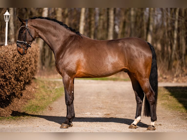 Niemiecki koń sportowy Wałach 6 lat 174 cm Ciemnogniada in Wehringen